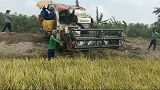 Nông Dân Được Mùa Nhưng Rớt Giá Quá Đao Lòng Lúa Đài Thơm Còn 7 9 1k l Dũng Miền Tây TV [upl. by Eilla680]