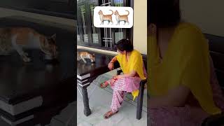 🐈🐈 love shortvideo savita [upl. by Syxela810]