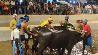 Kambala Start Balkunje Mangalore 2024 [upl. by Liv698]