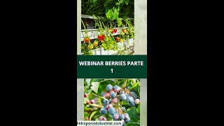 WEBINAR BERRIES PARTE 1  Hidroponia Industrial [upl. by Enahs935]