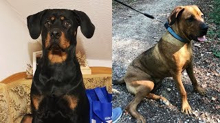 Watch Them Grow 12 Weeks to 1 Year  Rottweiler X Ridgeback Puppies [upl. by Nnilsia]