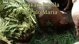 Pampalakas ng resistensya ang pagpapakain ng Palo Maria nutrition pig vlog video piggery [upl. by Hiltner]