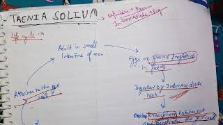 Taenia Solium Life Cycle Microbiology [upl. by Nicolai]