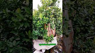 Kumquat bonsai super tree [upl. by Drews]