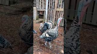 Beautiful Narragansett Turkeys on the Farm heritagebreed [upl. by Cobby]