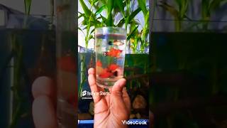 cup of platies🐠Like and subscribe fishfishkeeping fishkeeper platyfish like subscribe shorts [upl. by Noedig]