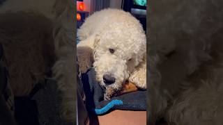 Labradoodle Enjoying a Tasty Bone 🦴  Dog’s Happy Moment [upl. by Garfield278]