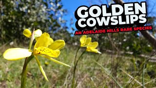 Golden Cowslip Orchids  An Adelaide Hills Rare Species [upl. by Malcom]