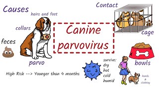 Parvovirus in Dogs Causes Symptoms Diagnosis Treatment [upl. by Babbette]