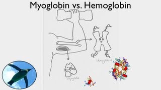 Getting Oxygen Myoglobin vs Hemoglobin [upl. by Nomaj]