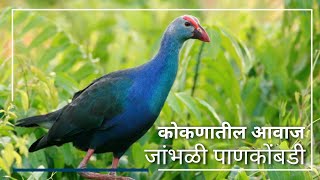 Grey  Headed Swamphen  जांभळी पाणकोंबडी [upl. by Adnoma]