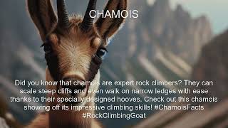 Chamois Fact [upl. by Notaes]