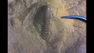 Preparing a trilobite pygidium with dental tools [upl. by Cookie]