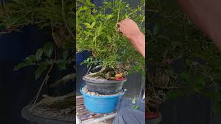 PANG TANGGAL INIP DEFOLIATE bonsai bonsaiprojects bonsaiideas shorts [upl. by Dualc]