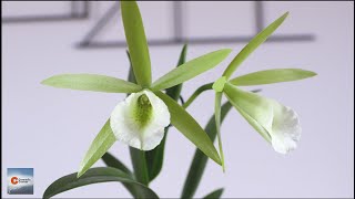 Vaughnara Key Lime Stars  Green Cattleya Orchid Blooms [upl. by Esirehs]