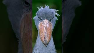 Mighty Ruler from East Africa  Shoebill Stork [upl. by Rednaeel433]