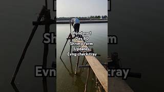 Pond no 1  Day 80  daily shrimp farm updates aquaculture [upl. by Notyalk]