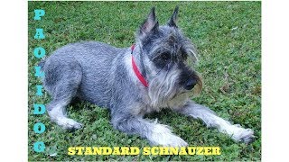 STANDARD SCHNAUZER TOP 10 INTERESTING FACTS [upl. by Oiuqise]