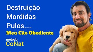 Destruição Pulos Mordidas o que fazer  Meu Cão Obediente método CoNat [upl. by Dang]