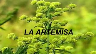 La artemisaLa artemisa annua artemisa absimthium Ajenjo dulceamargo [upl. by Wera287]