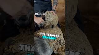 We rescued a sheep youtubeshorts facts sheep [upl. by Aihsema]