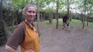 VLOG 7 HOE GAAT HET MET DE OKAPIS EN GIRAFFEN IN DIERGAARDE BLIJDORP [upl. by Graner]