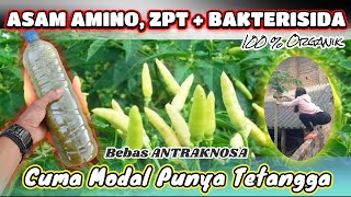 TANPA MODAL  Cara Membuat ASAM AMINO plus BAKTERISIDA  ZPT Organik [upl. by Armyn916]