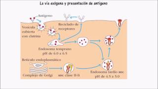 Vía endógena y exógena [upl. by Ainaznat61]