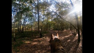 Trotting through leaves🍁 [upl. by Renard572]