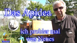 Apidea mit Zweitschlupfzelle beweiseln Imkerei und Bienen 2021 [upl. by Nillek]