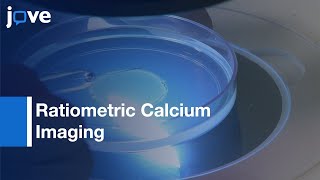 Ratiometric Calcium Imaging of Neurons  Protocol Preview [upl. by Hassi]