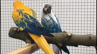 Cute White Macaw Baby Parrot cute baby parrot [upl. by Oiludbo532]