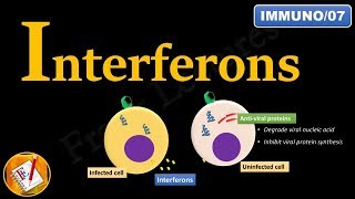 Interferons INFα INFβ and INFγ FLImmuno07 [upl. by Yllil]