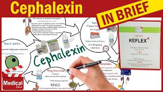 Cephalexin  Keflex  What is Cephalexin Used For Dosage Side Effects amp Precautions [upl. by Eseenaj]