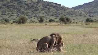 MATING LIONS AT MASAI MARA NATIONAL RESERVE [upl. by Donahue]