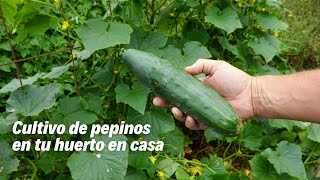 Descubre cómo cultivar pepinos en tu propio jardín [upl. by Abla]