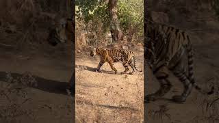 Ranthambore Tigers  arrowhead cups [upl. by Trebor544]