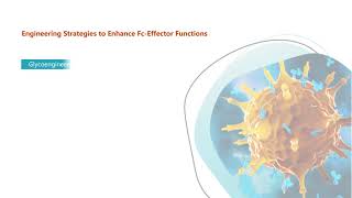 Effector Functionsenhanced Antibodies  Creative Biolabs [upl. by Eneleoj]