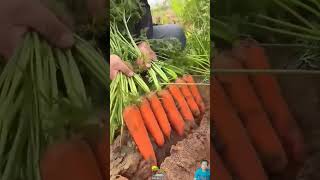 farmlife agricoltura agriculture farming food agro agricultural satisfying technology diy [upl. by Khalil]