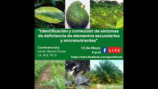 Agrosilicium Síntomas de deficiencia de elementos secundarios y micronutrientes [upl. by Nikolos]