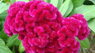 How to Grow Celosia [upl. by Weissberg]