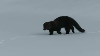 Fisher cat  in Vermont Snow [upl. by Benita]