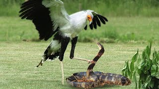 King Cobra Vs Secretary Bird In A Big Fights Who Will Win [upl. by Chill]