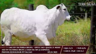 LOTE 57 EPCO 1465 [upl. by Lipps]