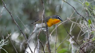 Yellowbreasted Chat Mating Dance [upl. by Otxilac]