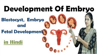 Pregnancy  Development of Embryo  In Hindi  NEET  Embryo development  NEET  MHTCET [upl. by Aihselef]