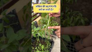 सब्जी जो आसानी से साल में कभी भी लगा सकते हैं Easy growing all season vegetable for new gardeners [upl. by Palladin]