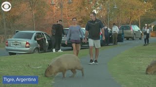 Hundreds of capybaras overrun neighborhood in Argentina [upl. by Ardien937]