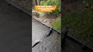 Alligators bellowing during Hurricane Milton at the Zoo St Augustine Florida 🌀🐊 staugustine [upl. by Ailisec]