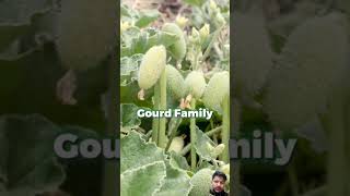 Plant seeds that far like a bullet amazingfacts factsinhindi interestingfacts facts reactionyt [upl. by Moishe]